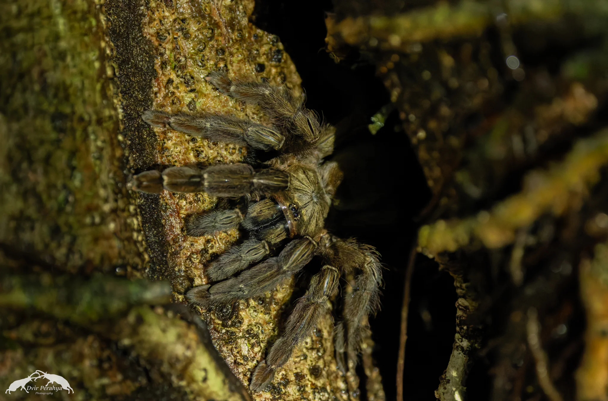 Costa Rica Wildlife